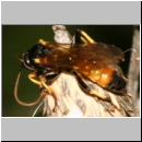 Tryphoninae spp - Schlupfwespe 108a 15mm-fdet02.jpg